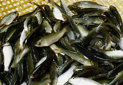 san xuat giong nhan tao ca linh ong